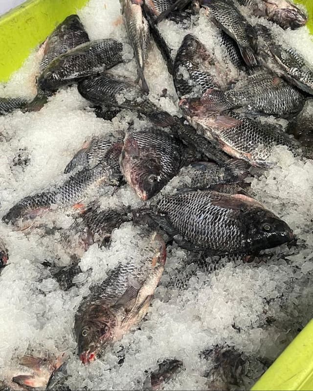 Fresh Tilapia